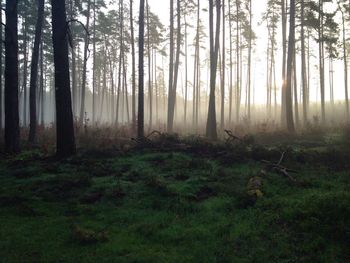 Scenic view of forest