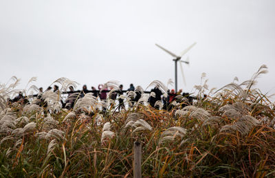 Close-up of wind turbines on field against sky