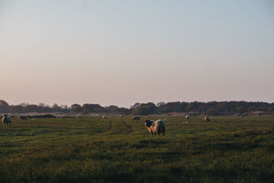 View of farm animals in the distance in an open field during blue hour in norfolk, england, uk.