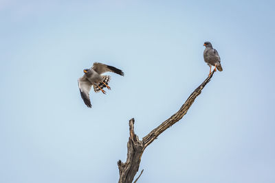 Low angle view of bird flying against clear sky