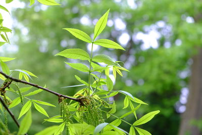 Close-up of plant