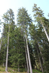 Low angle view of trees in forest