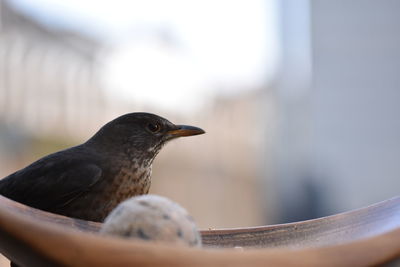 Close-up of bird perching on railing