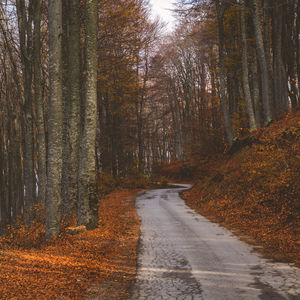 Road amidst trees in forest during autumn