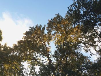 Low angle view of trees against sky