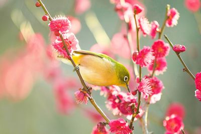 Close-up of bird perching on tree