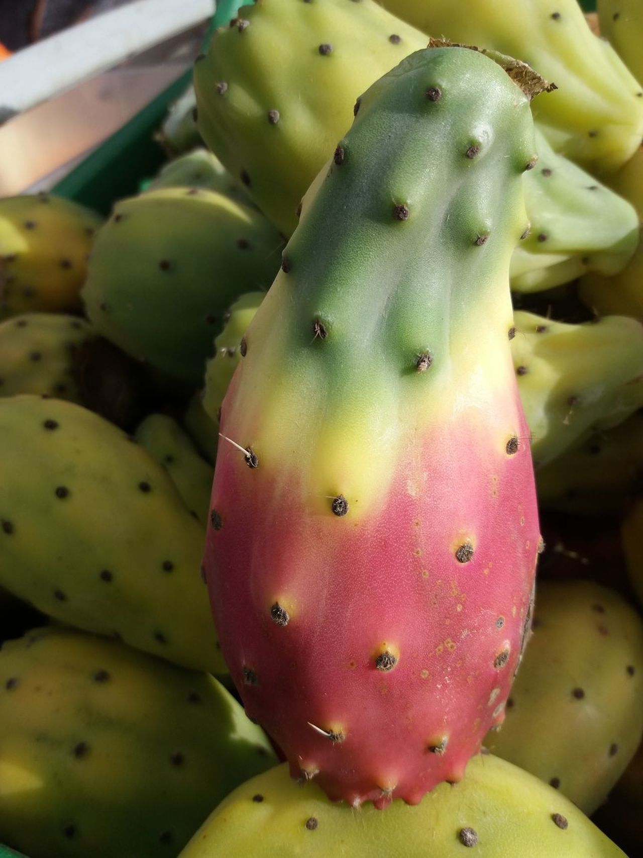 CACTUS 79