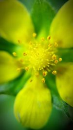 Close-up of yellow flowers