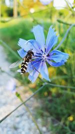 Close-up of bee on flower