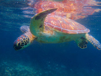 Sea turtle swimming in the sea