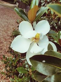 Close-up of white flowers