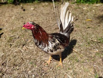 Close-up of a bird on field