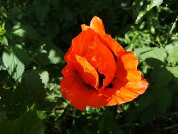 Close-up of red rose flower