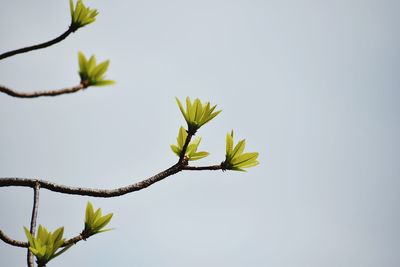 Low angle view of plant against sky