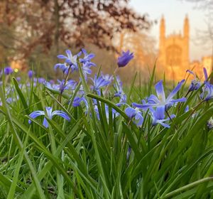 Close-up of purple crocus flowers on field