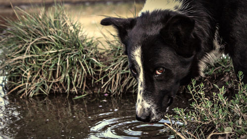 Close-up portrait of a dog