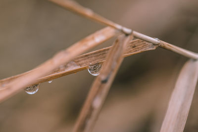 Close-up of raindrops on twig