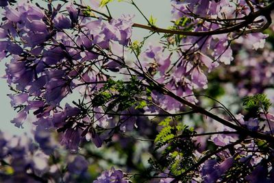 Close-up of purple flowers on tree