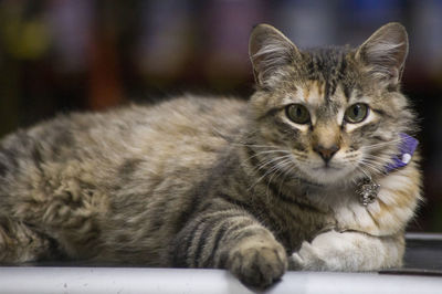 Close-up portrait of a cat