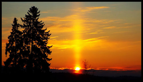 Silhouette of trees at sunset