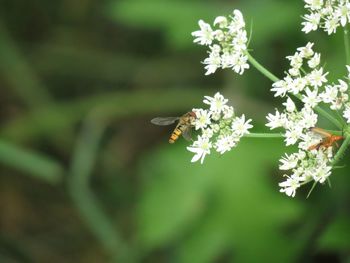 Close-up of bee on flower