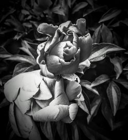 Close-up of wilted rose