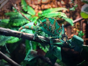 Close-up of lizard on branch