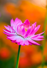 Close-up of pink flowering plant