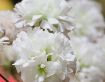 Close-up of white flowers