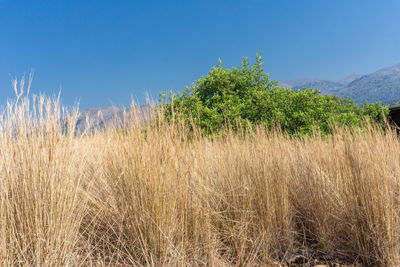 Plants growing on field against clear sky