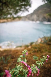 Close-up of pink flowering plant in sea