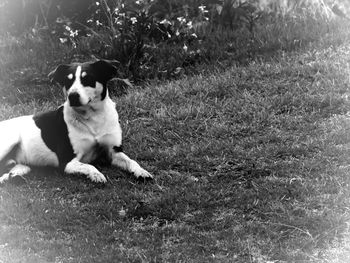 Dog sitting on a field