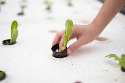 Close-up of hand planting seedling