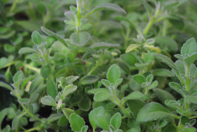 plant