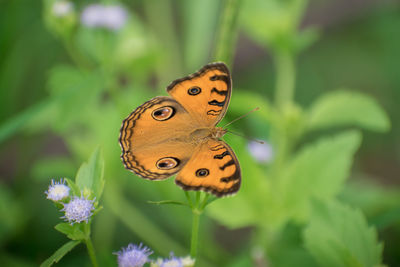 Close-up of butterfly pollinating on flower