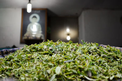 Close-up of tea leaves on table