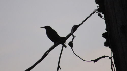 Low angle view of bird perching on branch against sky