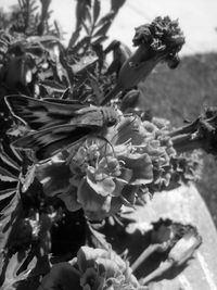 Close-up of flowers