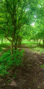 Dirt road amidst trees in forest