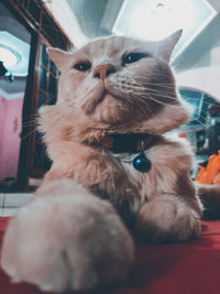 Close-up of a cat looking away at home