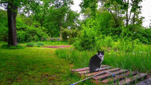 Cat sitting on grass against trees