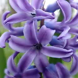 Close-up of purple flowering plant