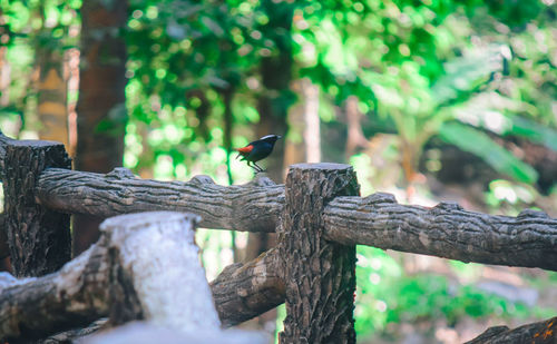 Low angle view of bird perching on tree