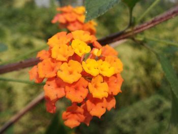 Close-up of fresh orange plant