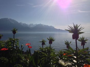 Flowers blooming in front of sea against sky