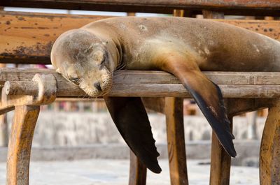 Sea lion sleeping on wooden bench