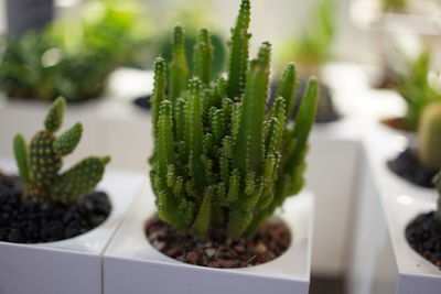 Close-up of cactus growing in pot