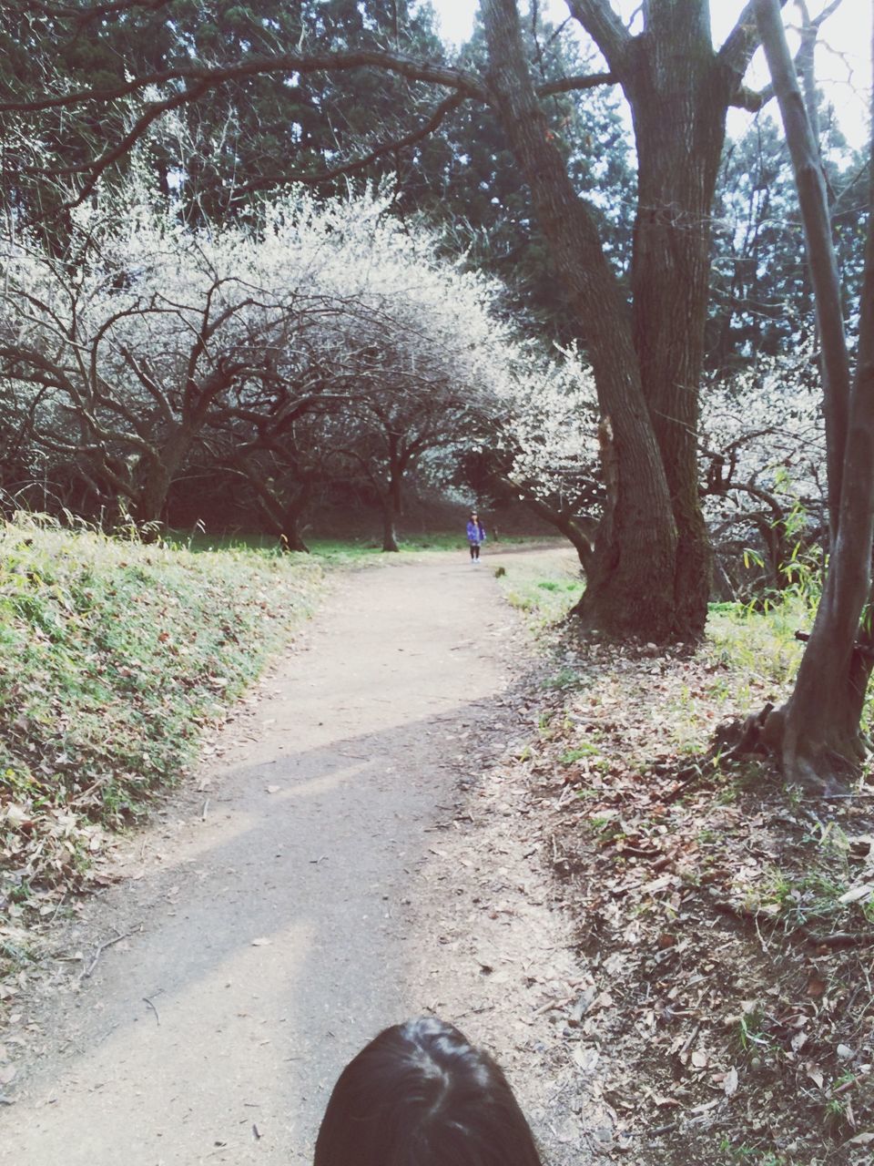 tree, the way forward, lifestyles, unrecognizable person, leisure activity, rear view, men, nature, growth, road, tree trunk, footpath, day, grass, diminishing perspective, sunlight, transportation, tranquility