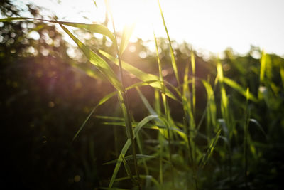 Close-up of grass growing in field