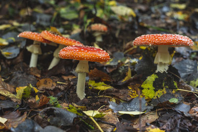 fungus